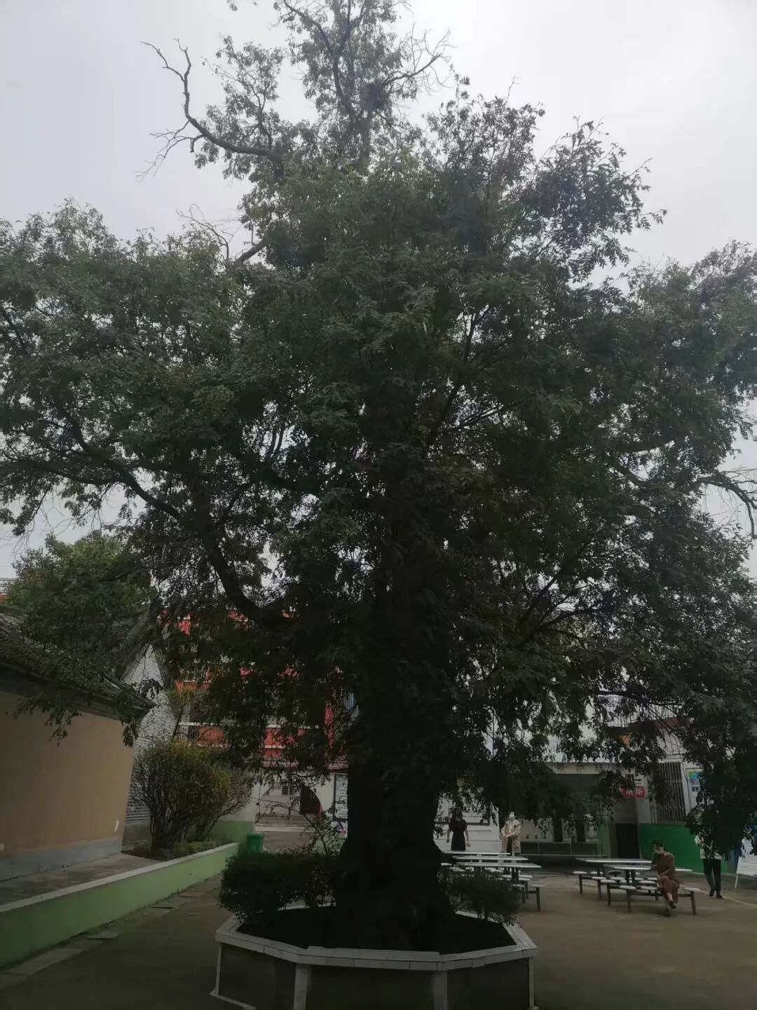 古樹見證崢嶸歲月  革命精神代代相傳