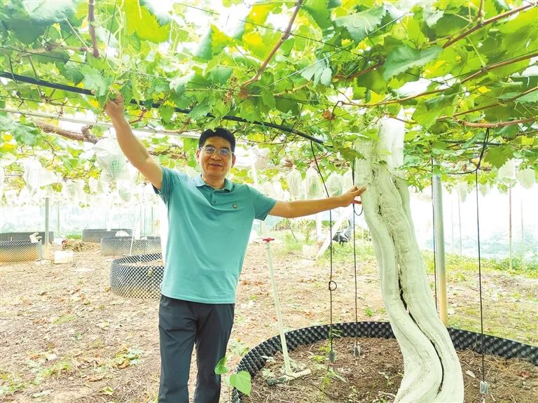 葡萄园如何“种”出好效益 ——对话中国农业科学院郑州果树研究所研究员陈锦永