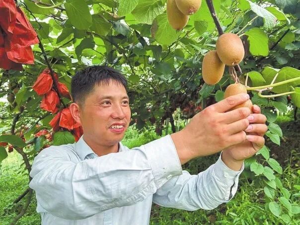 张昌坤返乡上山开荒 让家乡土地结出“金果子”