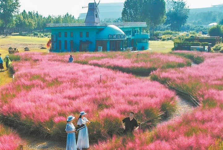 Zhengzhou's pink muhly grass reaches peak viewing season