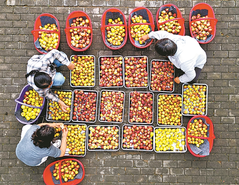 Harvest scenes across Henan
