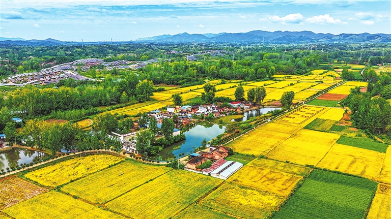 Golden autumn scenery of Tongbai Golden autumn scenery of Tongbai