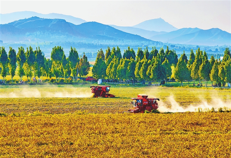 Bountiful harvest in Xuchang Bountiful harvest in Xuchang