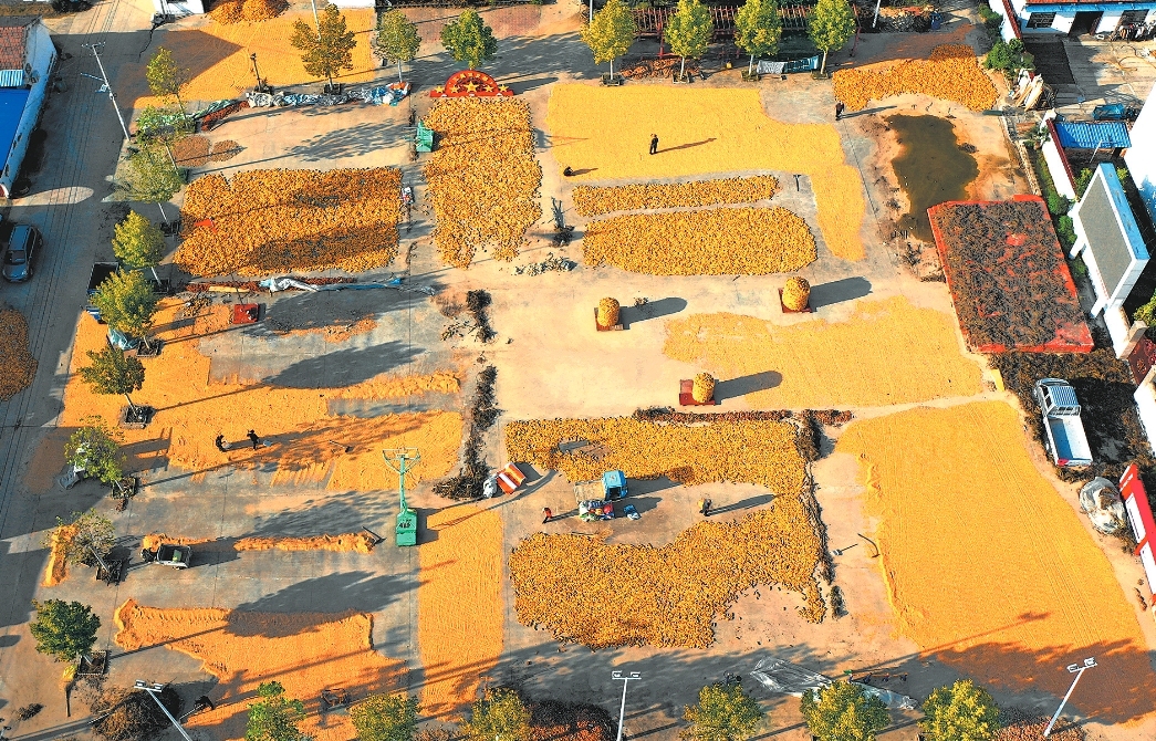 Golden corn drying under autumn sun