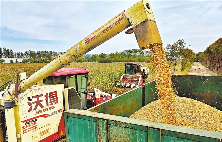Autumn harvest in Henan under clear skies