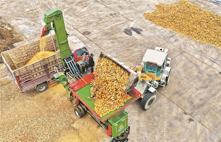 Agricultural machinery in action during autumn harvest