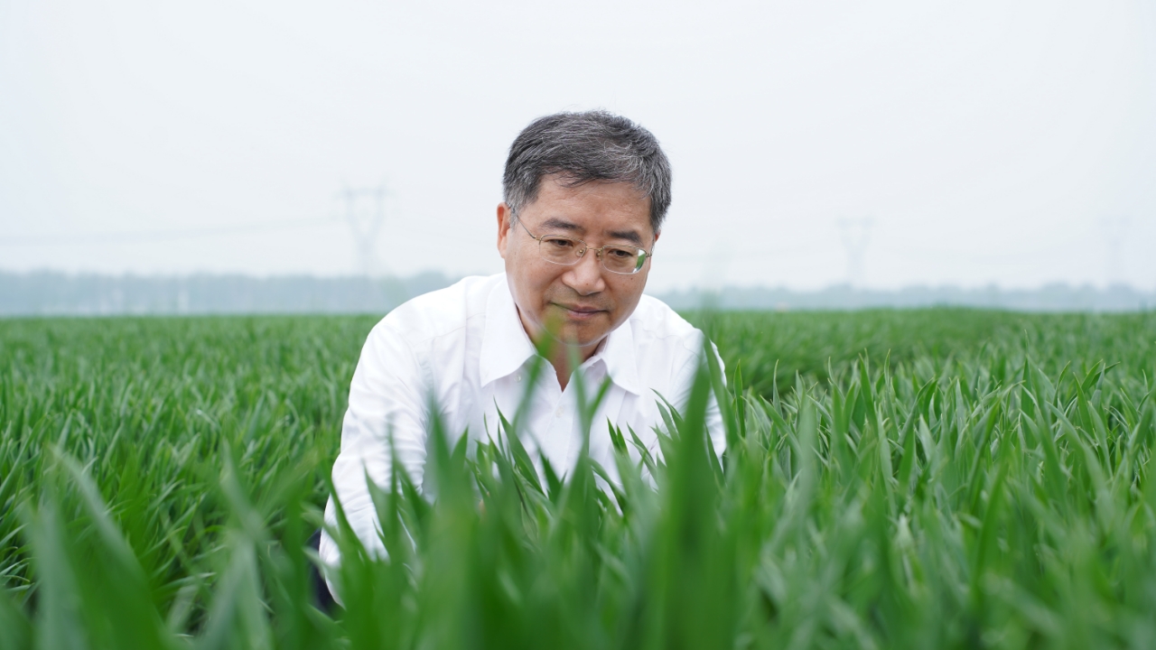 晚播小麦怎么种?农业专家来支招! 晚播小麦怎么种?农业专家来支招!