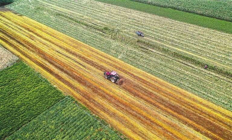 晚播小麦怎么种?农业专家来支招! 晚播小麦怎么种?农业专家来支招!