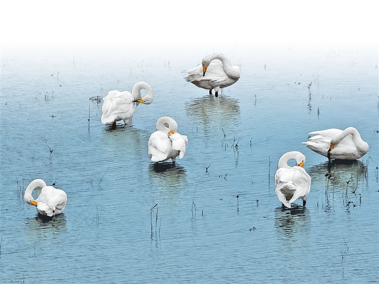 First white swans arrive in Sanmenxia