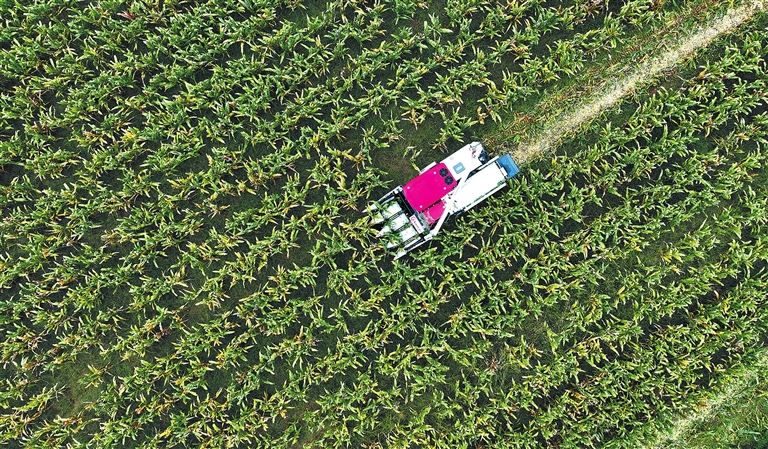 Harvest rush in cornfields
