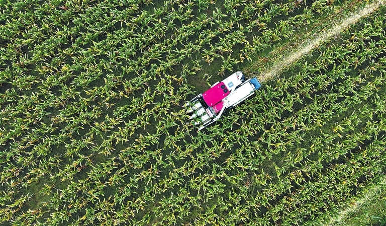 Harvest rush in cornfields