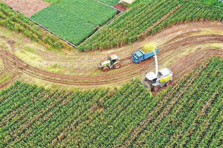 A bumper corn harvest