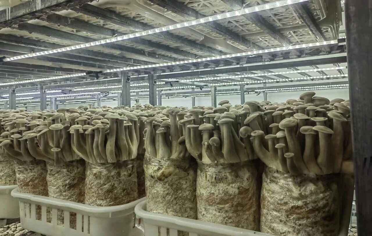 菌类产品有哪些_赋能新零售什么是赋能_