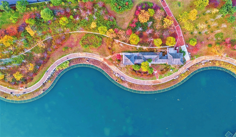 Colorful leaves brighten Luoyang's early winter