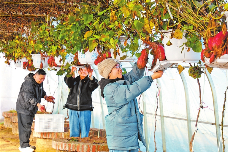 Harvesting hanging sweet potatoes