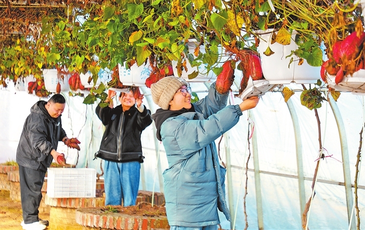 Harvesting hanging sweet potatoes
