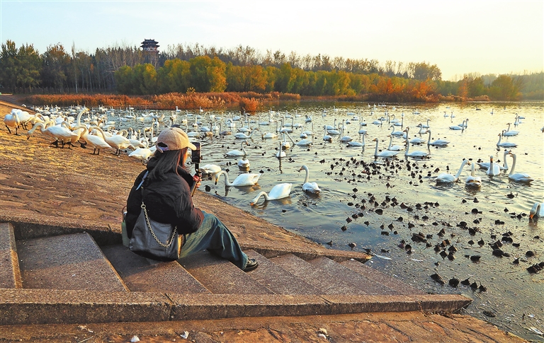 Whooper swans resting gracefully in Sanmenxia