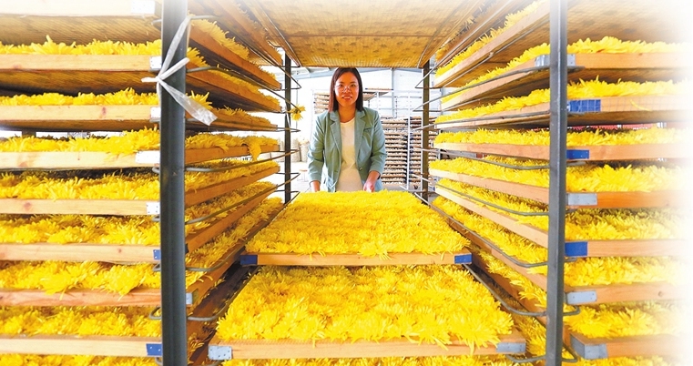 Chrysanthemum harvest in Ningling