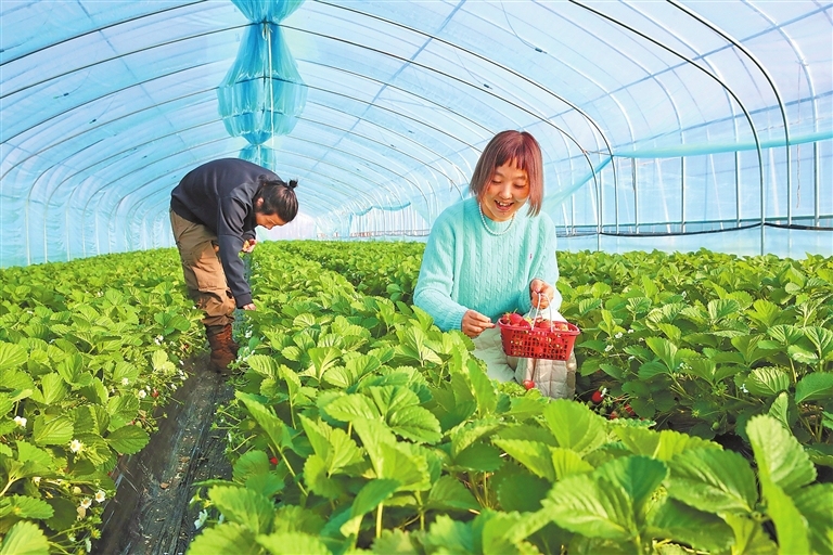 Visitors enjoy strawberry harvest in Mengzhou