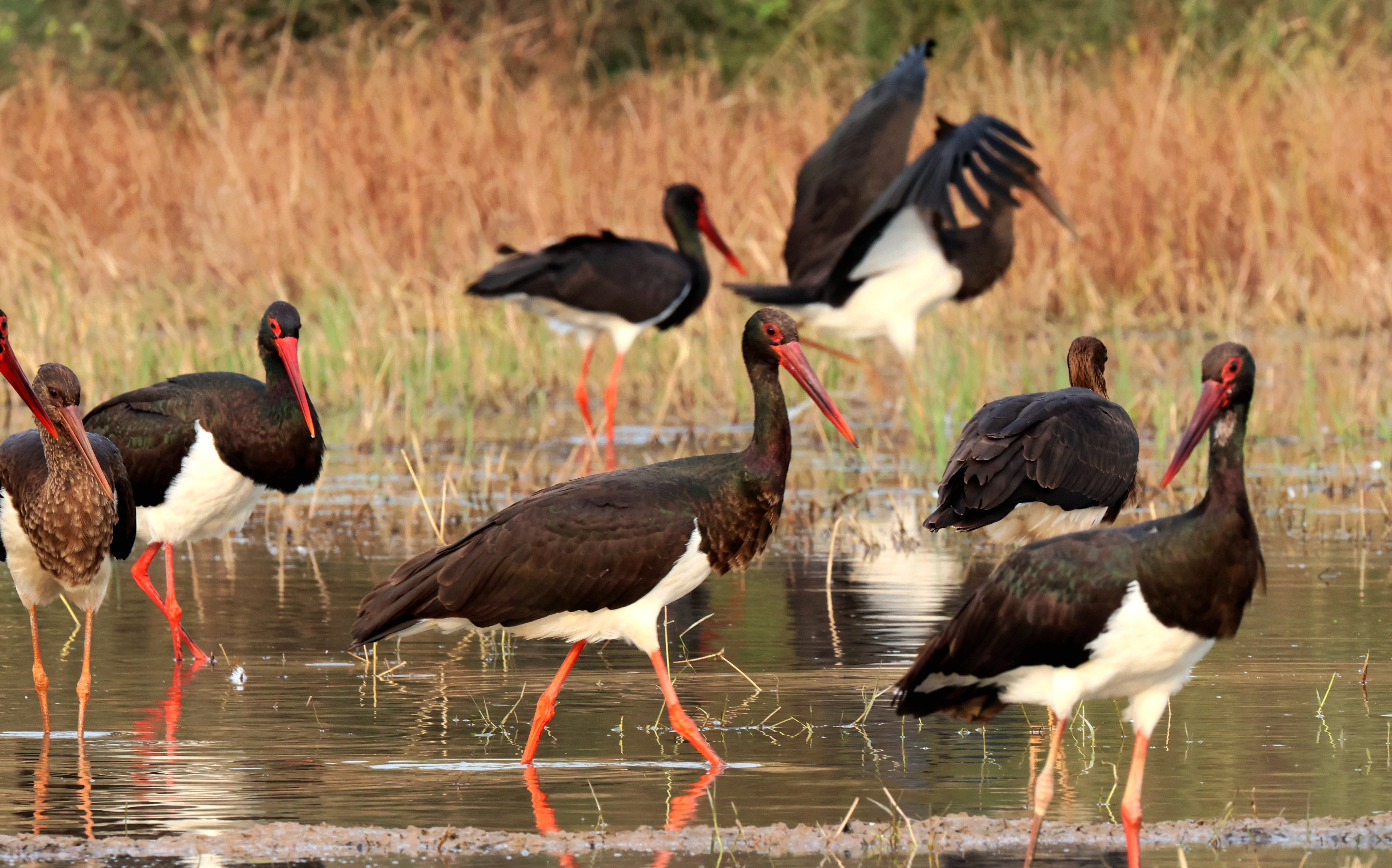 Rare birds boost Mengjin's bird-watching economy