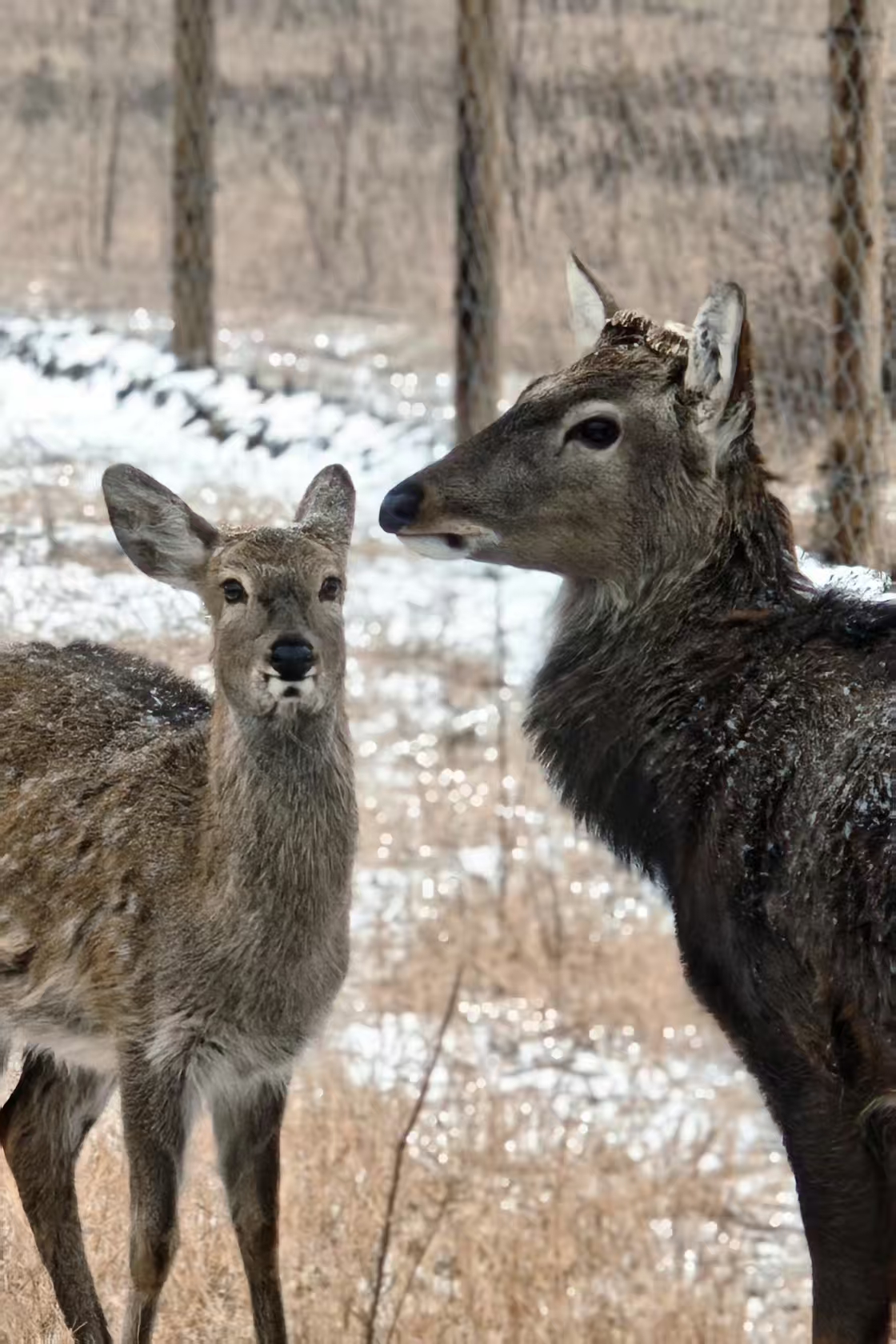 Zhengzhou welcomes its first snow