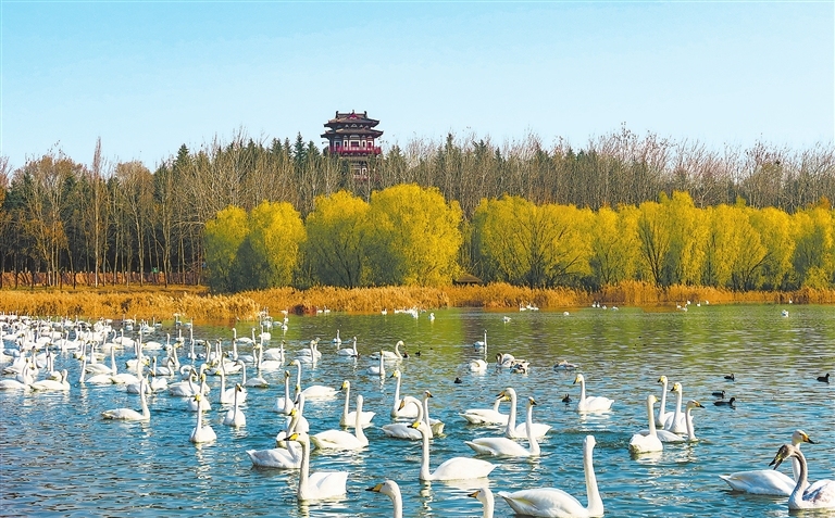 Whooper swans frolic at Sanmenxia wetlands