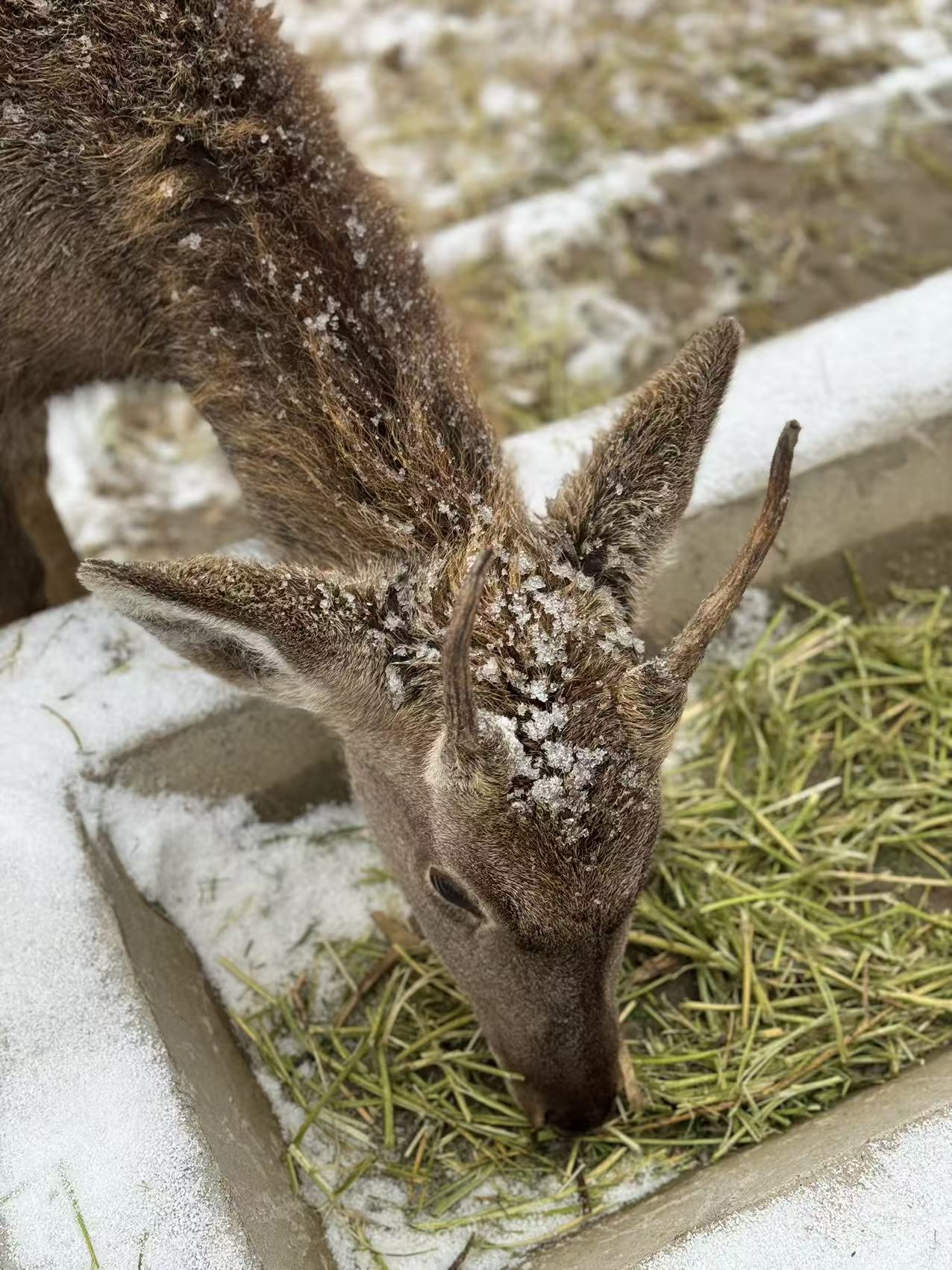 Zhengzhou welcomes its first snow