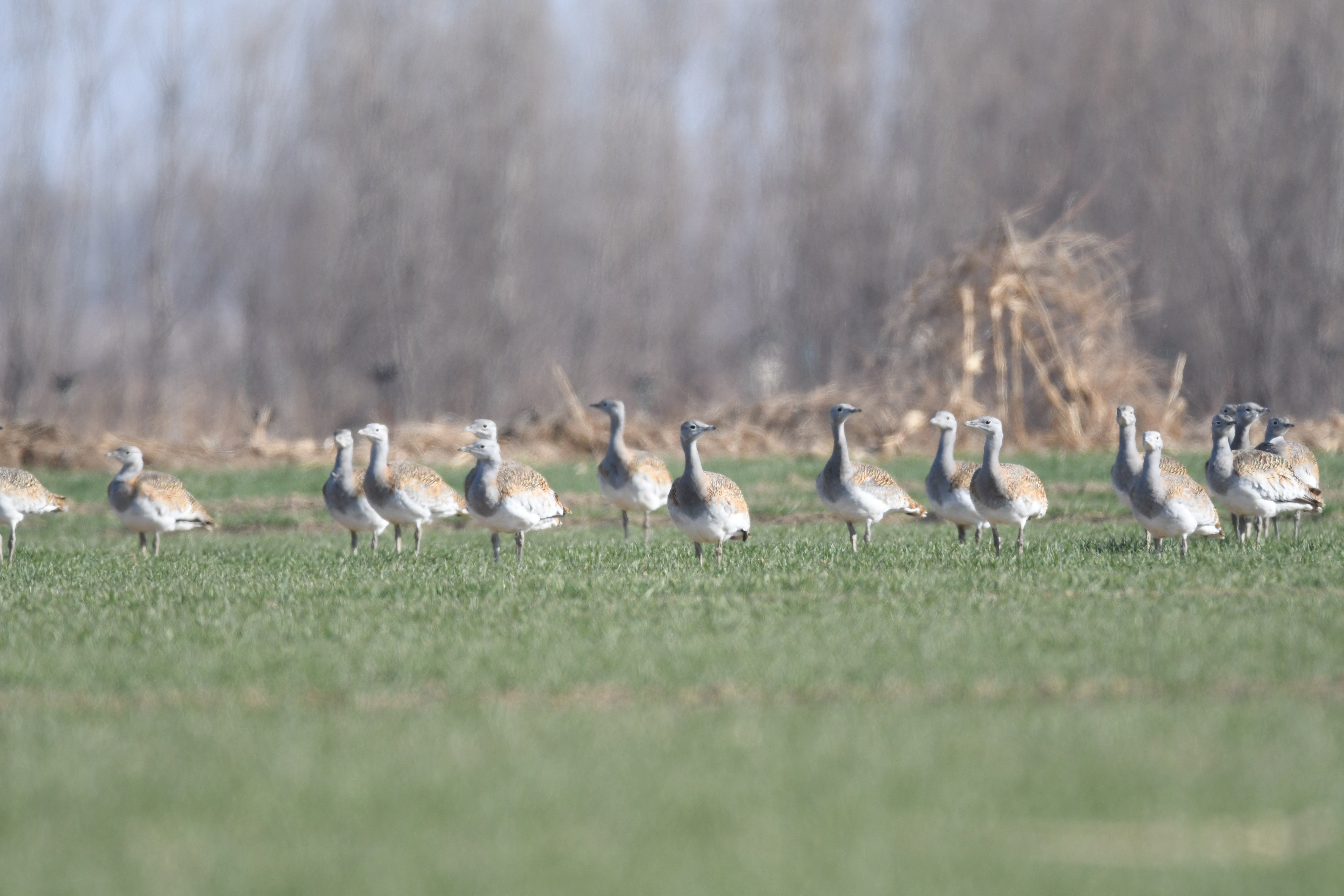 Mengjin Yellow River Wetland welcomes flock of first-protected birds