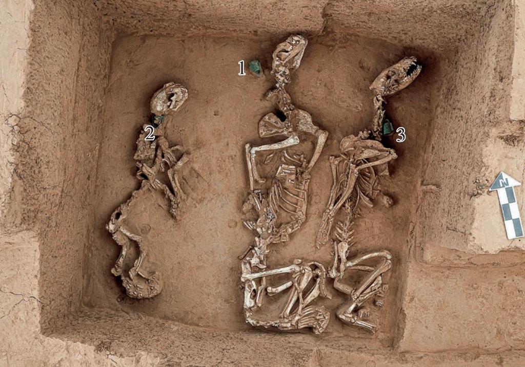 China's earliest 'wildlife zoo' unearthed at Yin Ruins