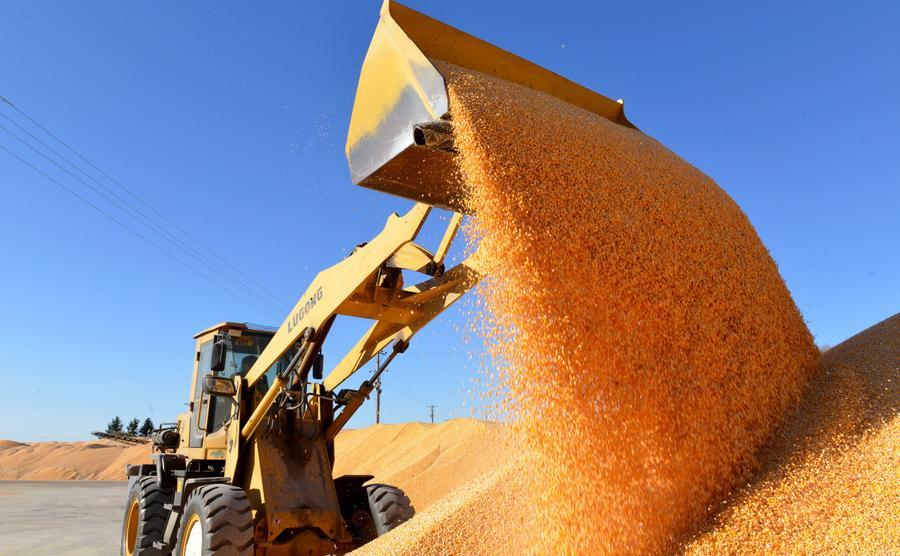 China's grain output hits new high in 2025