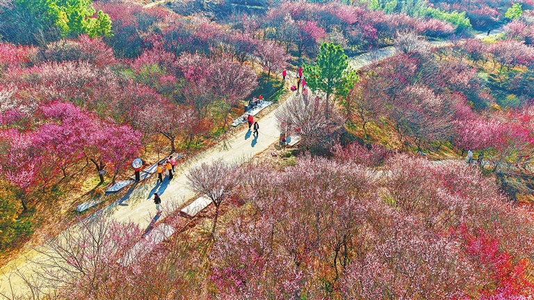 Blooming plum in Nanyang