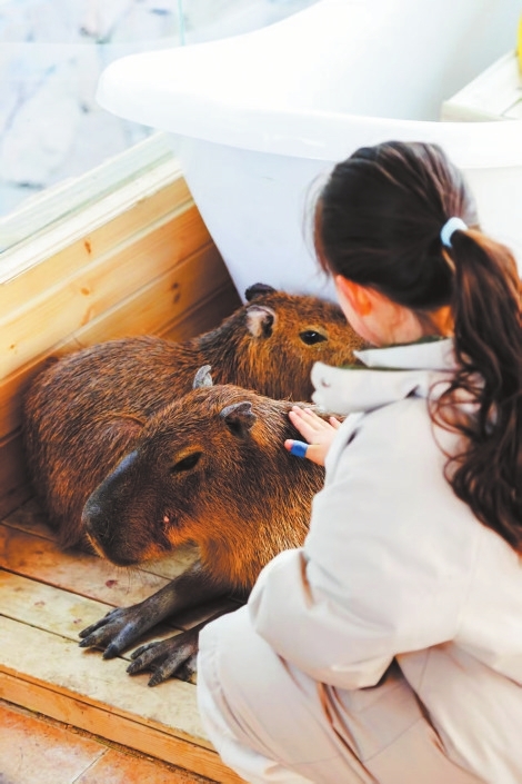 郑州消费新业态解锁“家门口的微度假” 商场里有个动物园