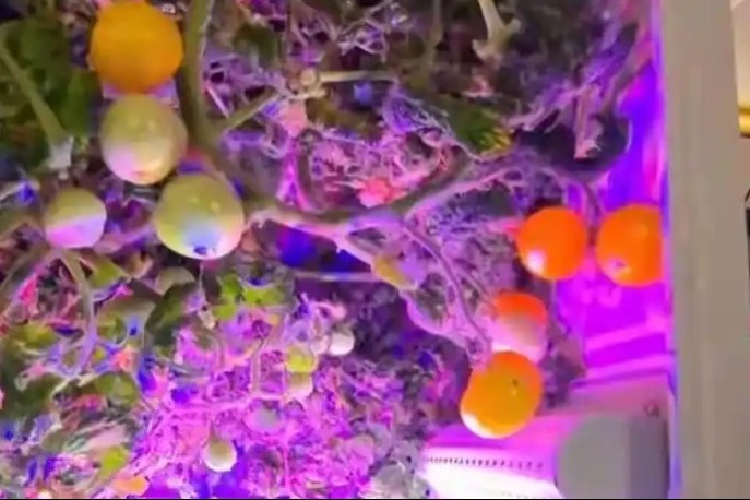 Chinese astronauts rejoice over space tomato harvest for Spring Festival