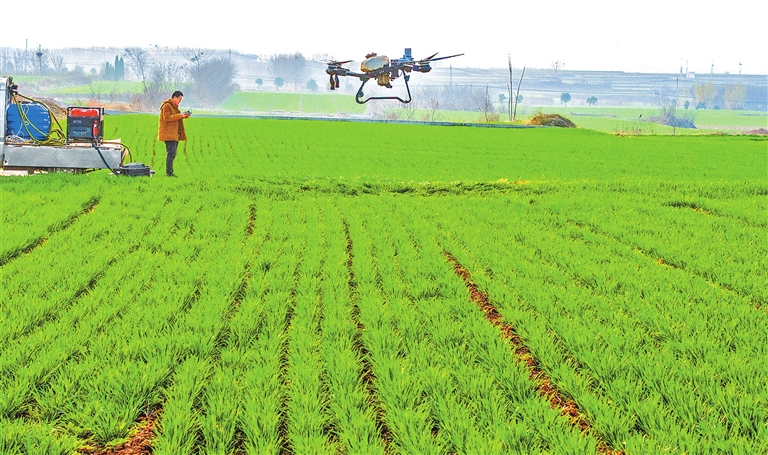春管正当时丨返青期，咋春管？ “郭小麦”支招了！