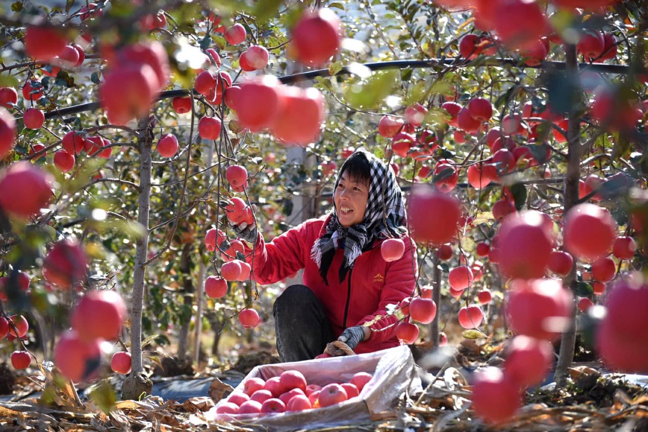 China maintains position as world's top apple producer and consumer