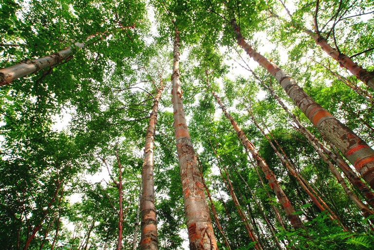 关注3.12植树节丨植绿中原绘新卷