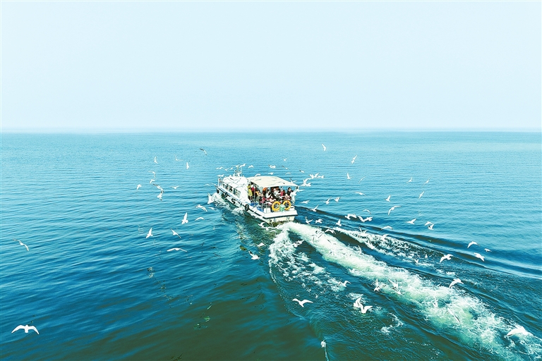 Red-billed gulls dance with boats at reservoir