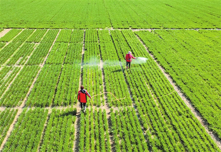 Farmers tend fields in Yuanyang