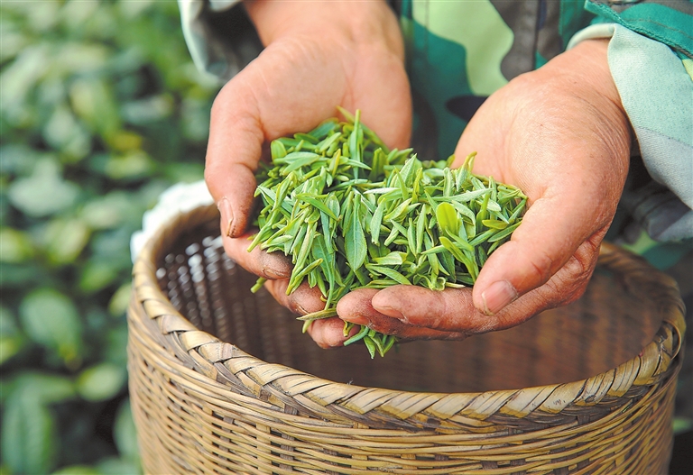 镜头里的河南丨一盏新茶煮春风