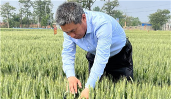 河南小麦冲刺“最后一公里” 专家开出“丰收定心丸”