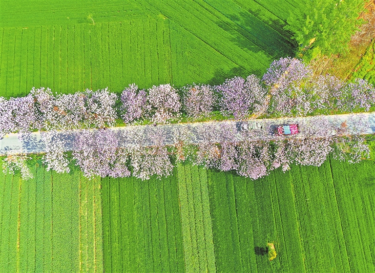 宁陵县乡村公路两侧，泡桐花竞相绽放。