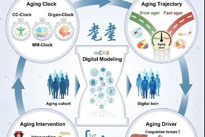 Chinese researchers develop computational framework to study aging