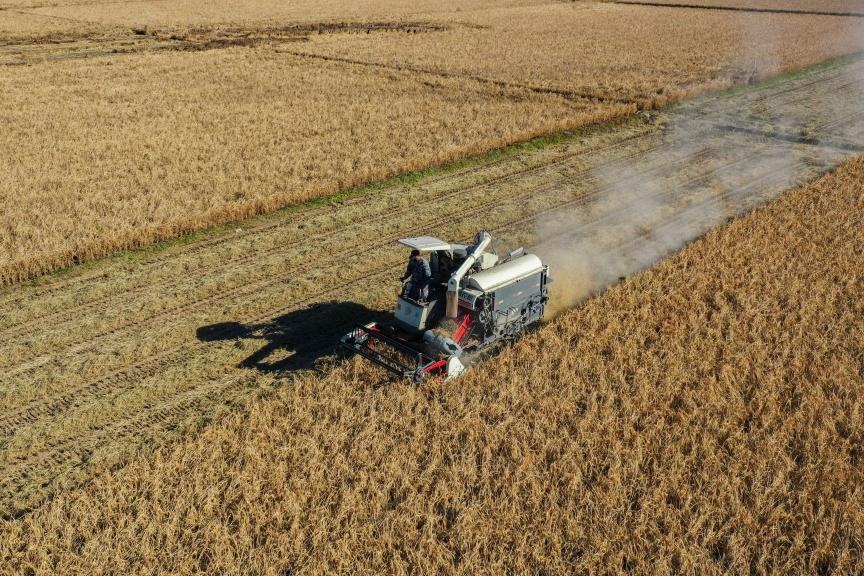 China's 2025 autumn grain purchases hit recent high