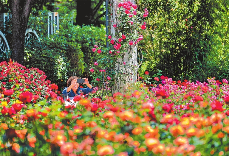 Visitors admire blooming roses at Zhengzhou Botanical Garden Visitors admire blooming roses at Zhengzhou Botanical Garden