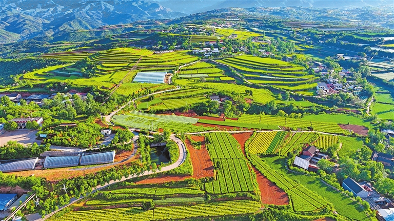Vegetable breeding base in Jiyuan Vegetable breeding base in Jiyuan
