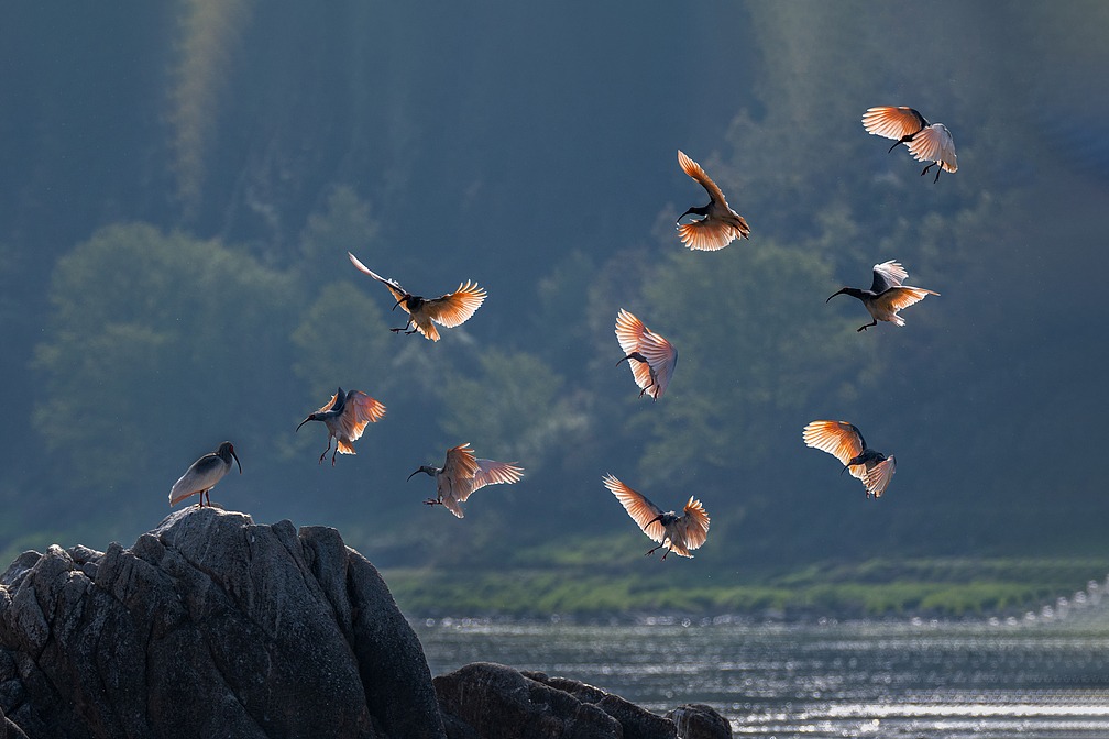 China records 'substantial progress' on global biodiversity targets