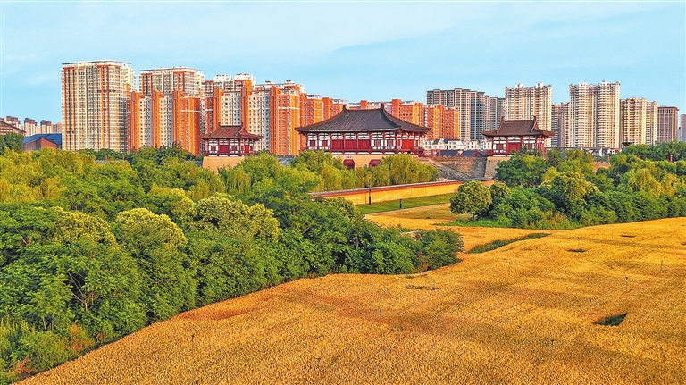 Golden wheat fields frame ancient site in Luoyang