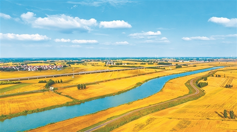 Grain Buds brings golden wheat scenery to Henan