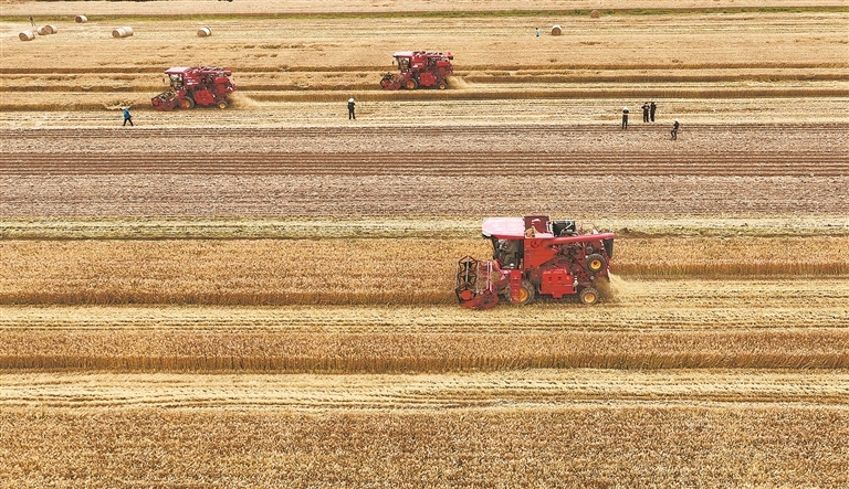 A bustling harvest scene in Henan