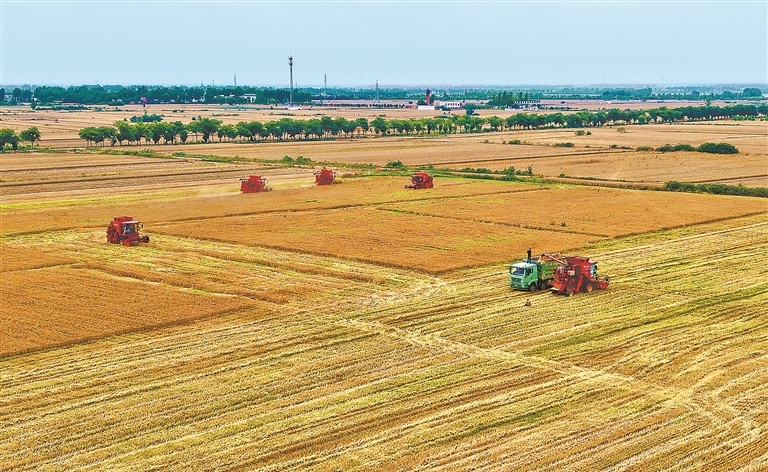 Golden wheat fields signal busy harvest season